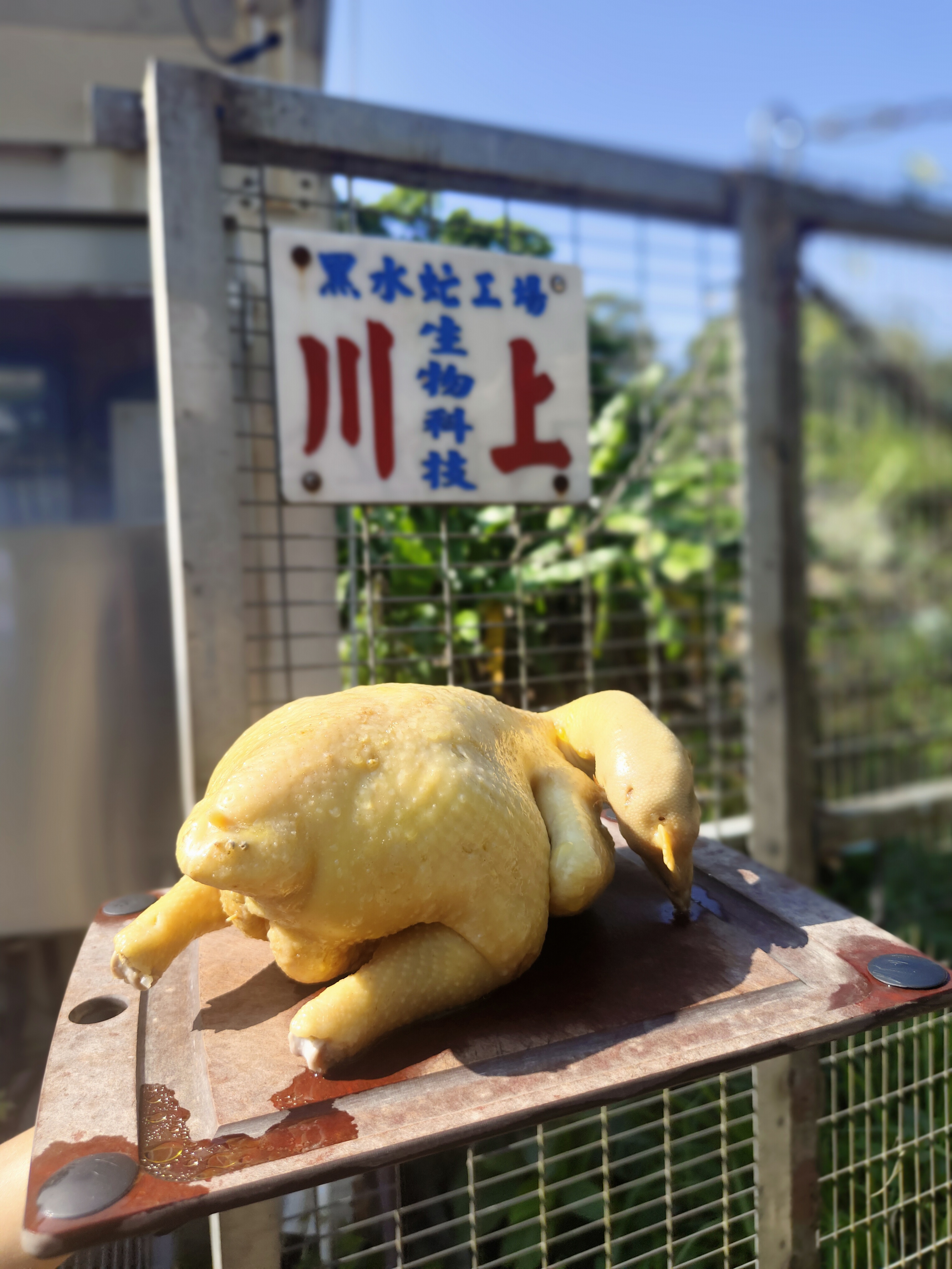 BSF Chicken